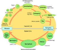 Genetics - Alternation of Generations