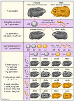 Genetics - Dihybrid Cross