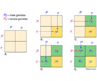 Genetics - Punnett Square
