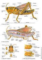 Insect Anatomy (Grasshopper)