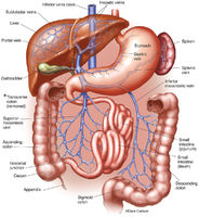 Hepatic Portal System Overview