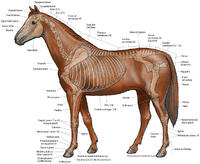 Horse / Equine - Lateral Skeleton - Color