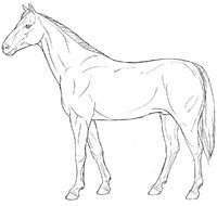 Horse / Equine - line art