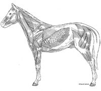 Horse / Equine - Superficial Muscles