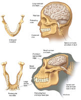 Human & Gorilla - Skull & Brain