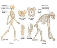 Human & Gorilla Skeletons