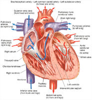Human Heart - Front View - Interior