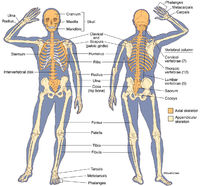 Human Skeleton - Front & Back