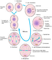 Interphase & Mitosis