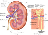 Kidney Anatomy & Nephron Filtration Diagram