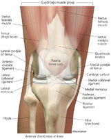 Human Knee Joint - Anterior View 1