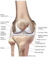 Human Knee Joint - Anterior View 1a