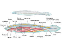 Lancelet - Amphioxus Anatomy