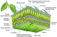 Leaf Structure