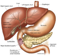 Liver Stomach Pancreas & Gallbladder