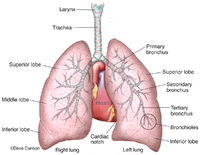 Lungs, Trachea & Bronchi
