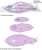 Microscope Focal Planes