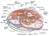 Mollusk Anatomy