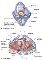 Mollusk Larval Stages