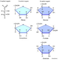 Monosaccharide Molecules