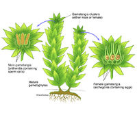 Moss Structure