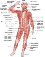 Superficial Muscles - Front View