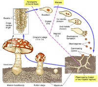 Mushroom Life Cycle 2