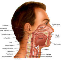 Digestive & Respiratory Structures of the Head & Neck