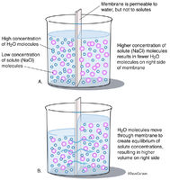 Osmosis