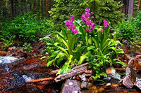 Parry Primrose - Rocky Mountain Wildflower