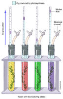 Photosynthesis Measurement Experiment
