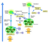 Photosynthesis