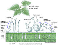 Powdery Mildew Structure & Life Cycle on Lilac Leaves