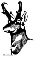 Pronghorn Antelope Illustration
