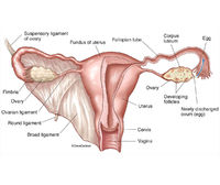 Female Reproductive System