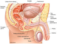 Male Urinary & Reproductive Organs
