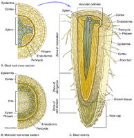 Root Structure