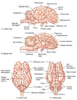 Sheep Brain