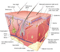 Skin Structure / Anatomy