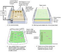 Southern Blot Test