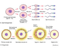 Spermatogenesis & Oogenesis