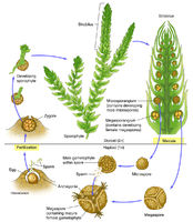 Spike Moss (Selaginella) Structure & Life Cycle