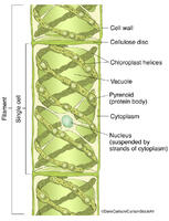 Spirogyra - Green Alga 