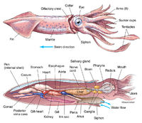 Squid Anatomy : Image License | Carlson Stock Art