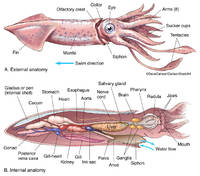 Squid Anatomy | Image License | Carlson Stock Art