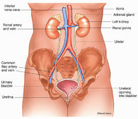 Urinary System Overview
