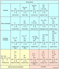 Amino Acid Molecular Structure
