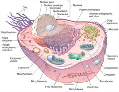 Zoology | Life Science & Biomedical | Carlson Stock Art