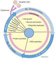 Cell Cycle