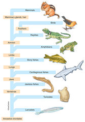 Chordate Family Tree